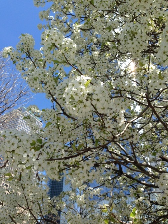 Ramoner au printemps