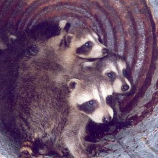 Ratons-laveur retrouvés dans un foyer